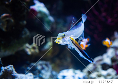Clownfish In Marine Aquarium Clownfish In Marine Aquarium 44738471