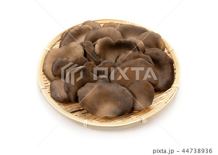 黒あわび茸 44738936