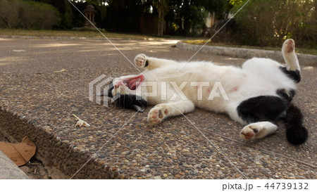 Sleeping cat Sleeping cat 44739132
