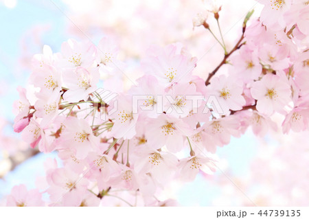 美しい春の満開の桜イメージ素材の写真素材