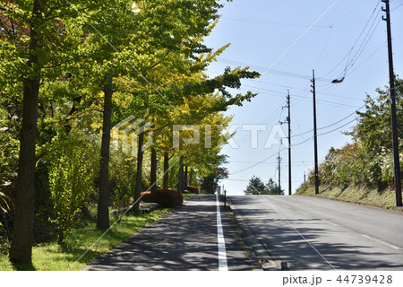 日本の秋の高原の歩道 日本の秋の高原の歩道 44739428