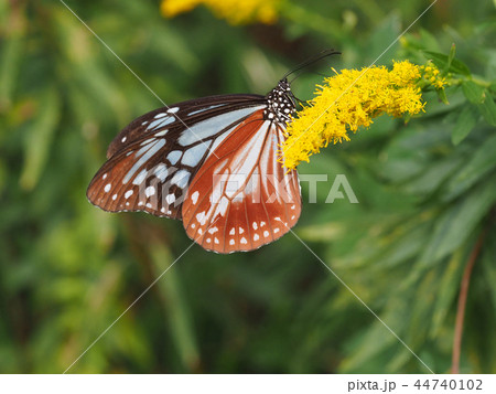 アサギマダラ 44740102