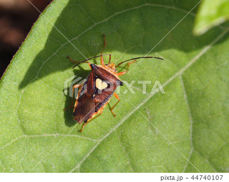 エサキモンキツノカメムシの写真素材