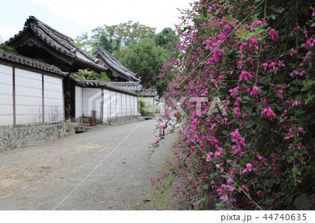 四国別格二十霊場第16番札所「萩原寺」萩まつり 四国別格二十霊場第16番札所「萩原寺」萩まつり 44740635