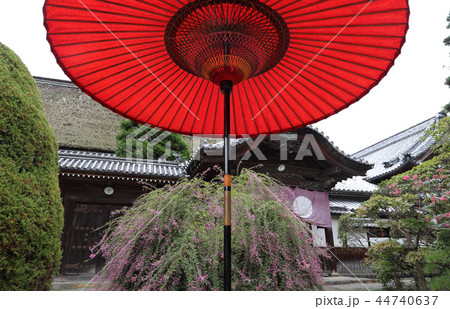 四国別格二十霊場第16番札所「萩原寺」萩まつり(客殿) 四国別格二十霊場第16番札所「萩原寺」萩まつり(客殿) 44740637