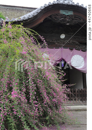 四国別格二十霊場第16番札所「萩原寺」萩まつり（客殿） 44740668