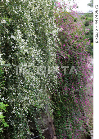 萩の花（萩原寺） 44740671