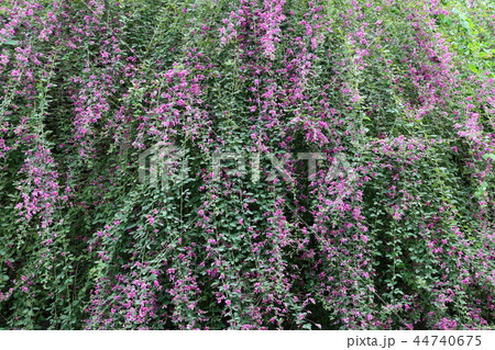 萩の花 44740675