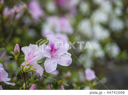 Pink azaleas in the park, close up and soft focus 44741006