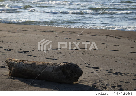 海岸の流木2 44742663