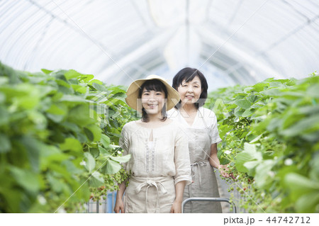 イチゴ農家 家族 イチゴ農家 家族 44742712