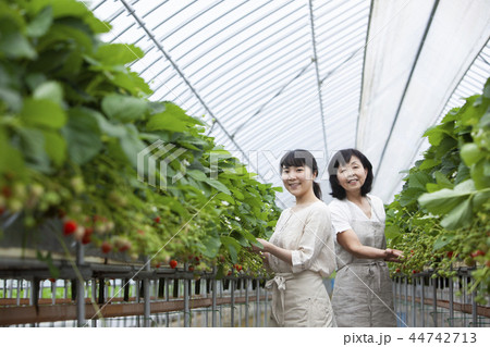 イチゴ農家 家族 イチゴ農家 家族 44742713