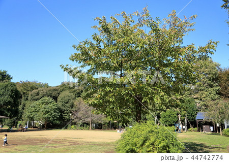 風景 白金台どんぐり児童遊園 公園 風景 白金台どんぐり児童遊園 公園 44742774