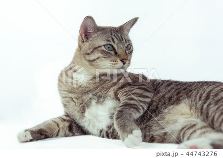 The gray cat is sitting and looking away. 44743276