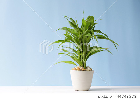 Lucky bamboo plant on table with blue background 44743578