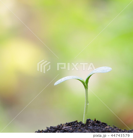 Young green tree growing under morning light 44743579