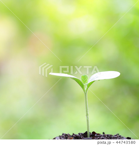 Young green tree growing under morning light 44743580