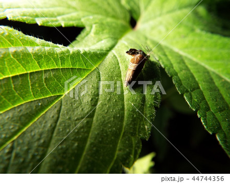 ヨツスジヒメシンクイ 交尾 44744356