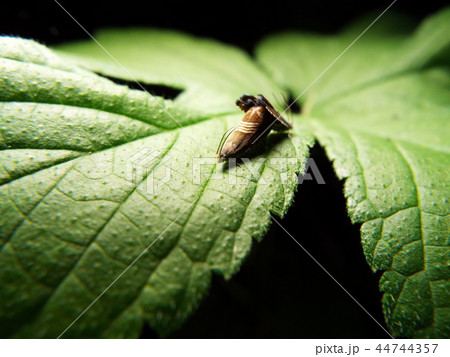 ヨツスジヒメシンクイ 交尾 44744357