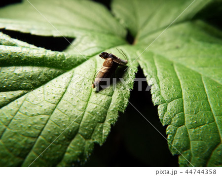 ヨツスジヒメシンクイ 交尾 44744358