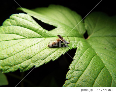 ヨツスジヒメシンクイ 交尾 44744361