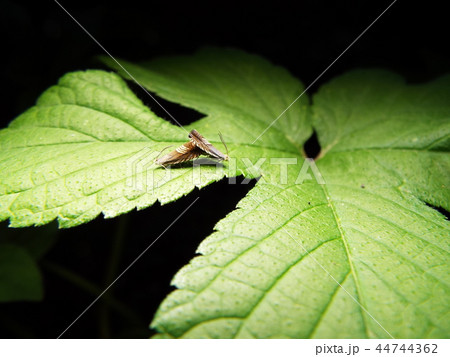 ヨツスジヒメシンクイ 交尾 44744362