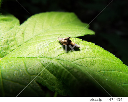 ヨツスジヒメシンクイ 交尾 44744364