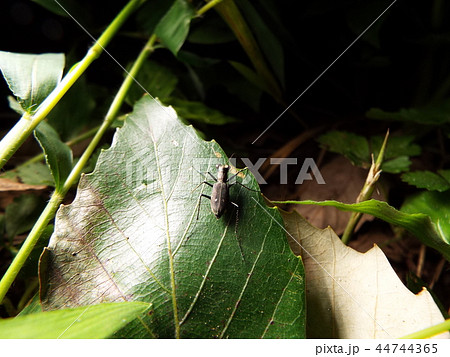 トウキョウヒメハンミョウ 44744365