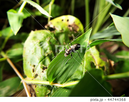 トウキョウヒメハンミョウ 44744368