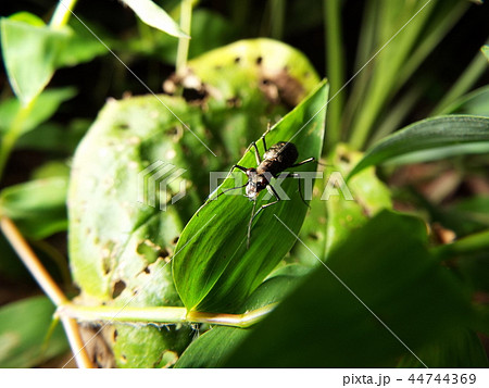 トウキョウヒメハンミョウ 44744369