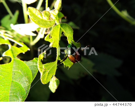 マメコガネ 44744370