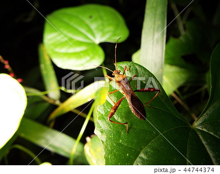 ホソヘリカメムシ 44744374