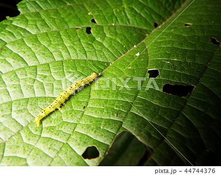 クロキシタアツバ 幼虫 44744376