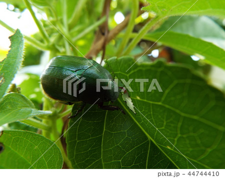 アオドウコガネ 交尾 44744410