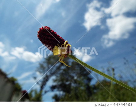 アズチグモ 44744433