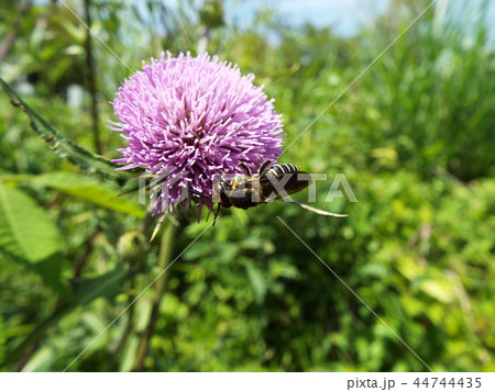 トガリハナバチとアザミ トガリハナバチとアザミ 44744435