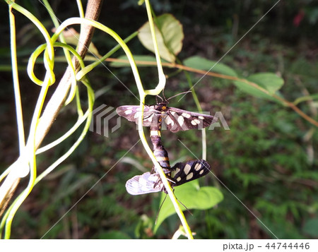 カノコガ カノコガ 44744446