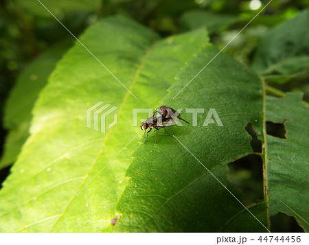 ハエ 交尾 ハエ 交尾 44744456