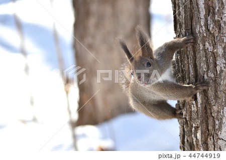 冬のエゾリス 冬のエゾリス 44744919