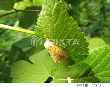 ドクガ ドクガ 44744939