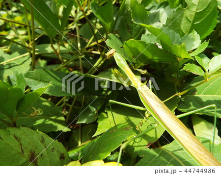 カマキリ カマキリ 44744986