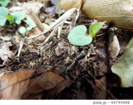 虫の死骸に群がるアリたち 虫の死骸に群がるアリたち 44744998