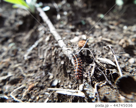 ツマグロヒョウモン 幼虫の写真素材