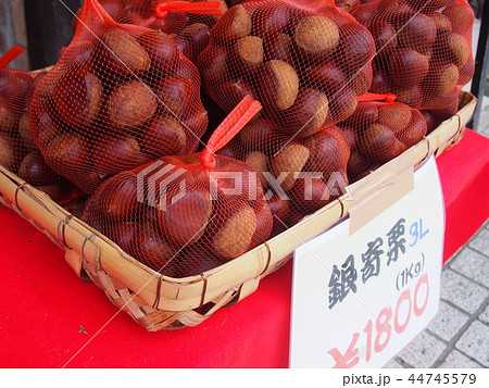 Chestnut　栗　丹波篠山 44745579
