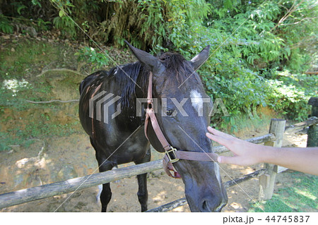沖縄で馬と触れ合う 44745837