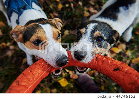 Jack russells fight over stick Jack russells fight over stick 44746152