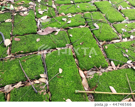 Green moss grows on the surface of clay brick Green moss grows on the surface of clay brick 44746566
