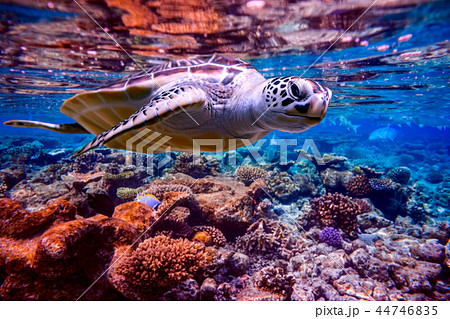 Sea turtle swims under water Sea turtle swims under water 44746835