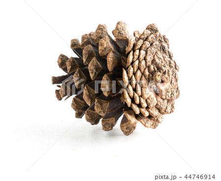 cones various coniferous trees isolated 44746914