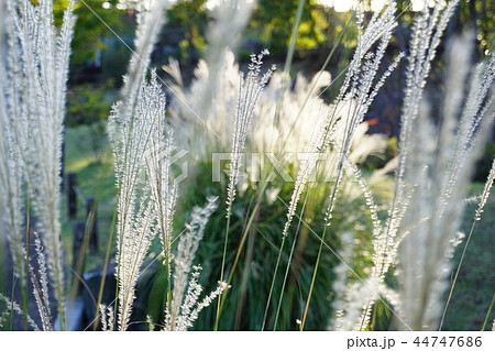 秋の夕方にゆれるすすき 44747686